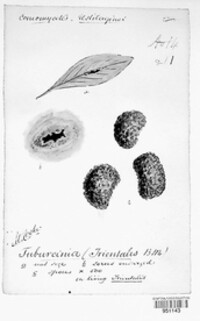 Tuburcinia trientalis image
